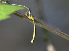 Enallagma antennatum