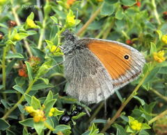 Coenonympha pamphilus