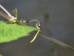 Enallagma antennatum