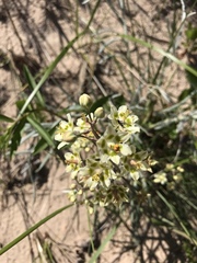 Anticlea elegans glauca