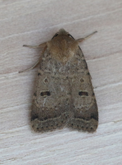 Abagrotis trigona
