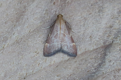Arta epicoenalis