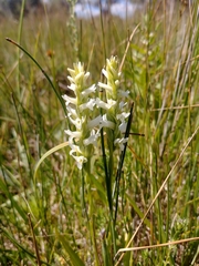 Spiranthes diluvialis