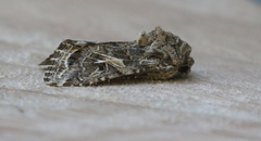 Spodoptera praefica