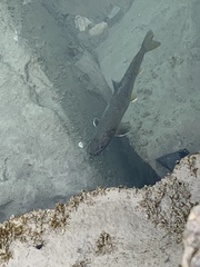 Salvelinus confluentus