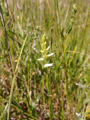 Spiranthes diluvialis
