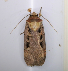 Pseudohermonassa tenuicula