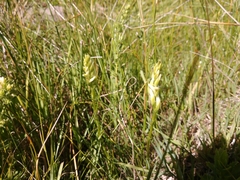 Spiranthes diluvialis