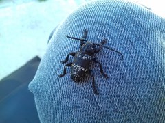 Acanthoderes funeraria