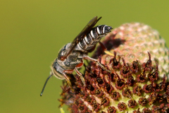 Coelioxys hunteri