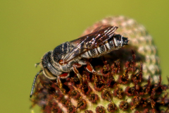 Coelioxys hunteri