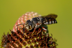 Coelioxys hunteri