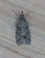 Eudonia rectilinea