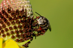 Coelioxys hunteri