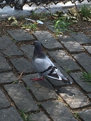 Columba livia