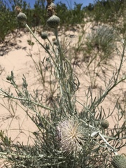 Cirsium pitcheri
