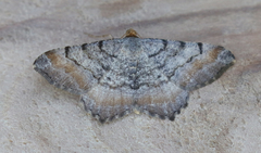 Macaria adonis