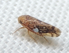 Xestocephalus similis