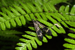 Panorpa japonica
