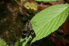 Panorpa japonica