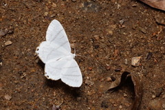 Ourapteryx obtusicauda