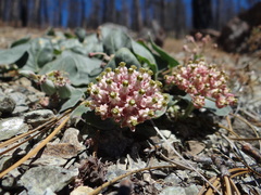 Asclepias solanoana