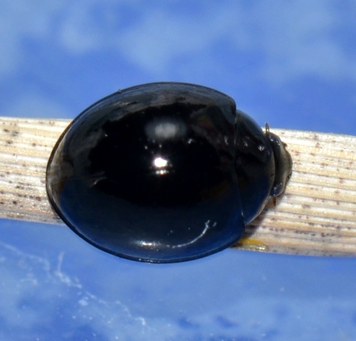 Ebony Shield Lady Beetle photographed in Colorado