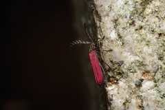 Macrolycus excellens