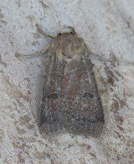 Abagrotis trigona