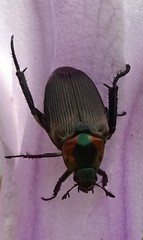 Strigoderma sulcipennis