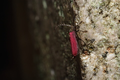 Macrolycus excellens