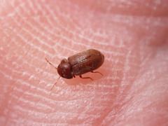 Stegobium