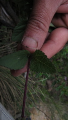 Stevia elatior
