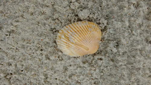 Lunarca ovalis