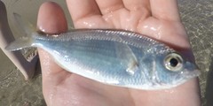 Eucinostomus