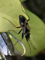 Rhyparochromus