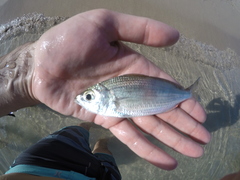 Eucinostomus