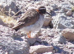 Phegornis mitchellii