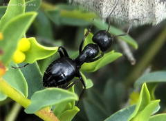 Camponotus aethiops