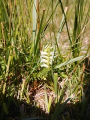 Spiranthes diluvialis