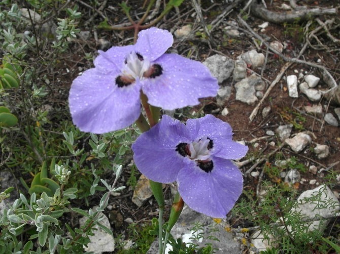 Limestone Flappie
