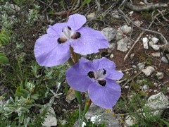 Moraea calcicola