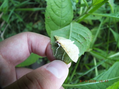 Polygrammodes flavidalis