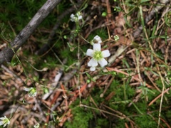 Mononeuria glabra