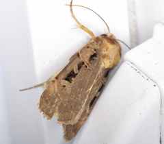 Pseudohermonassa tenuicula