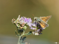 Hesperia assiniboia