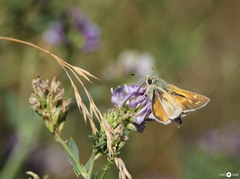 Hesperia assiniboia