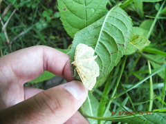 Polygrammodes flavidalis