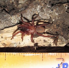 Myrmekiaphila comstocki