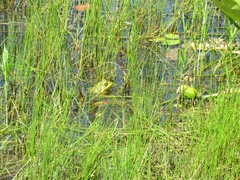 Lithobates clamitans